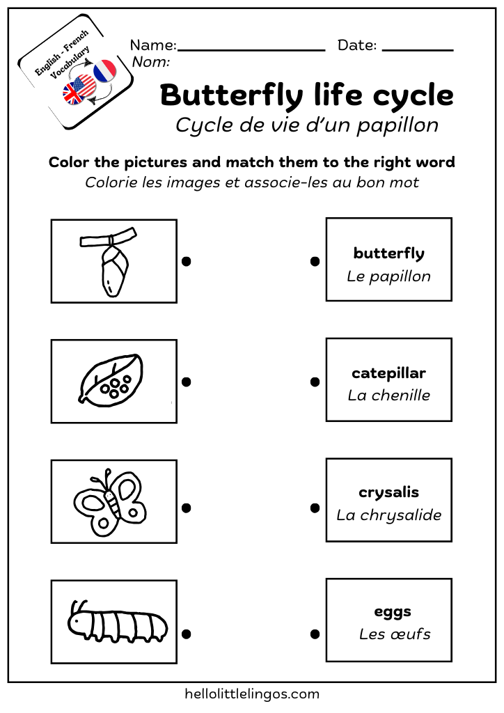 science worksheet butterfly life cycle