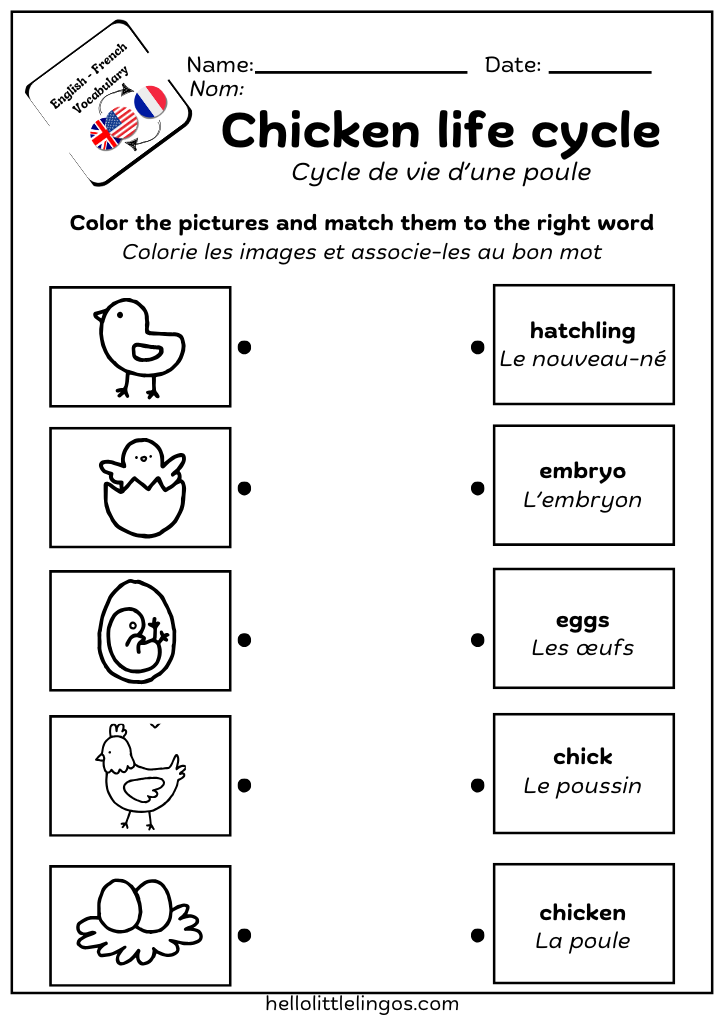 chicken life cycle printable worksheet for kids