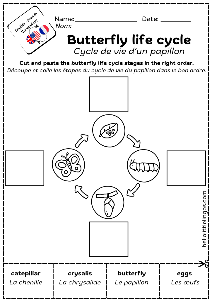 butterfly life cycle worksheet