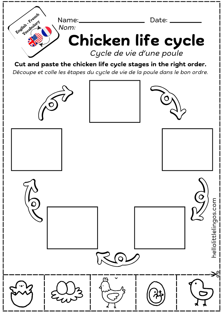chicken life cycle worksheet printable for kids