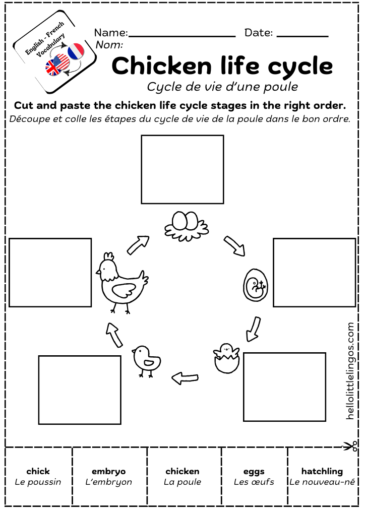 free science worksheet for kids about chicken life cycle