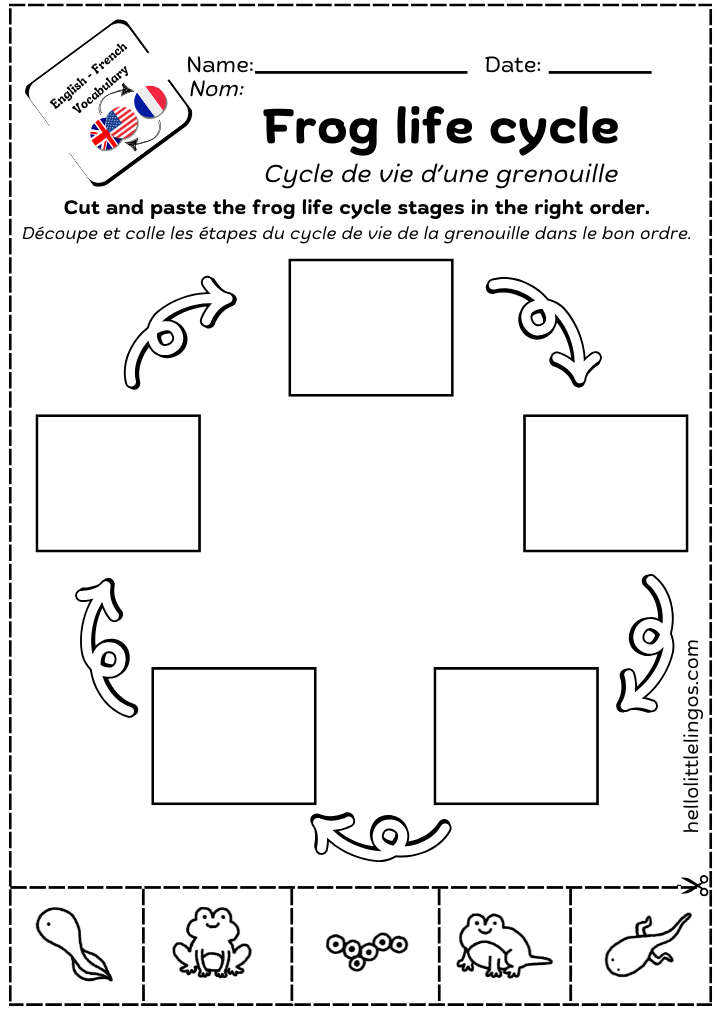 free science printable for kindergarten frog life cycle