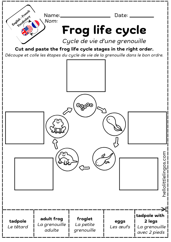 frog life cycle worksheets