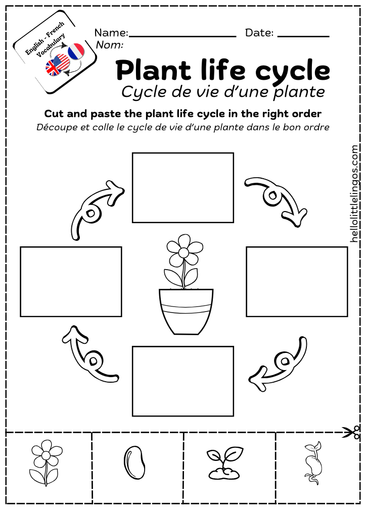 plant life cycle worksheet
