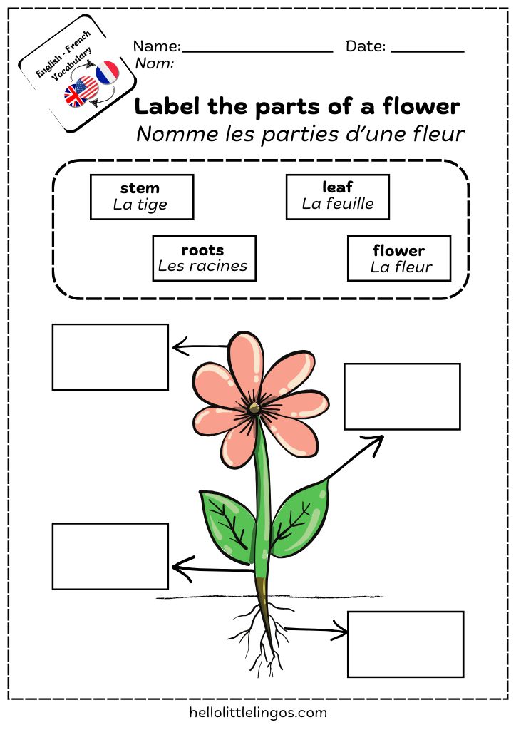 parts of a plants worksheets