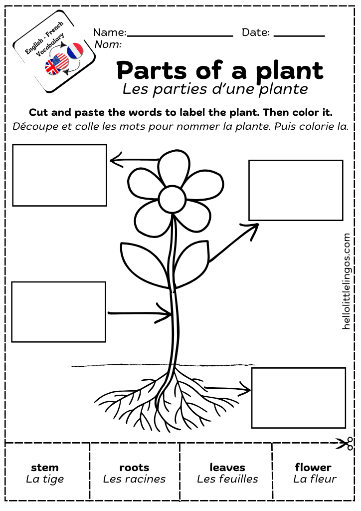 science worksheets for kids about plants