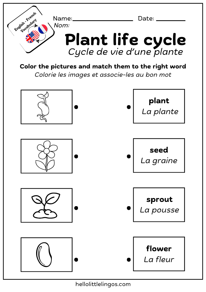 plant life cycle worksheet