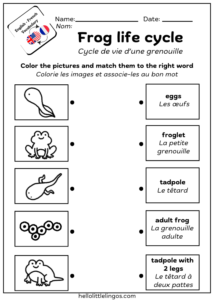 frog life cycle printable worksheet free pdf
