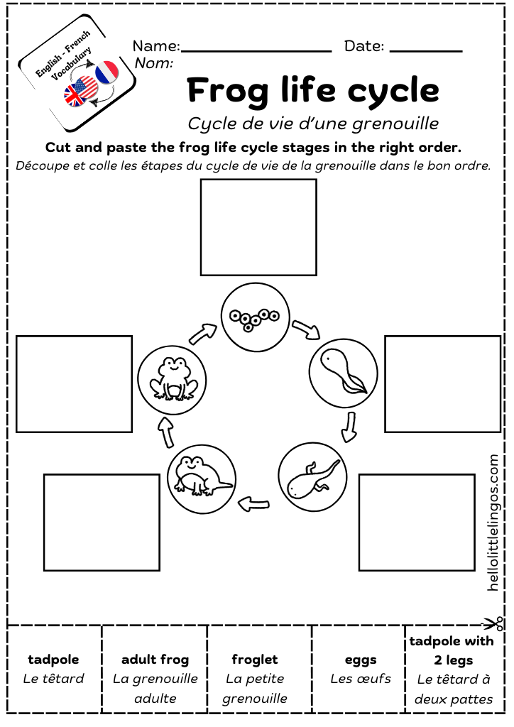 Free printable science worksheets for kids -life cycle of a frog