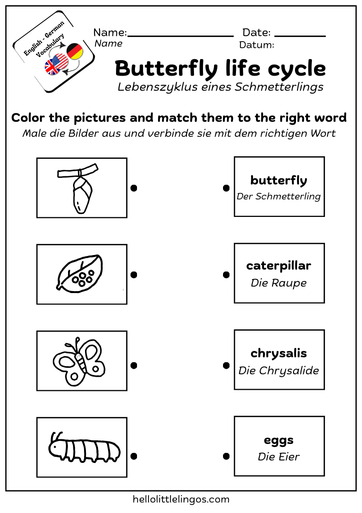 german english worksheets for kids - butterfly life cycle