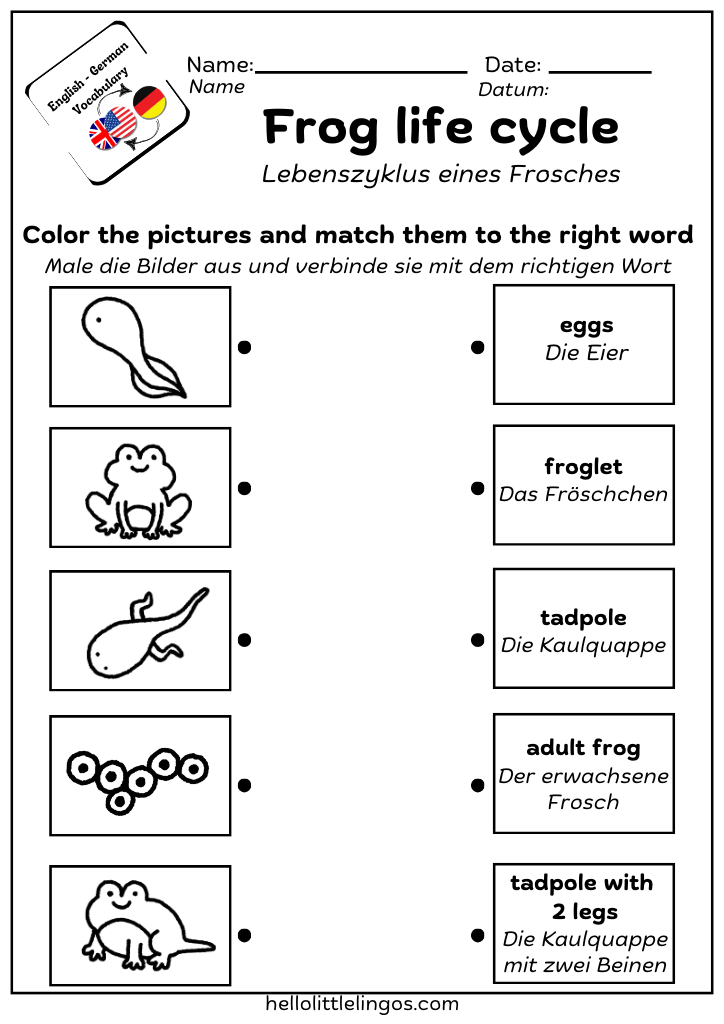 free german worksheets for homeschool - frog life cycle