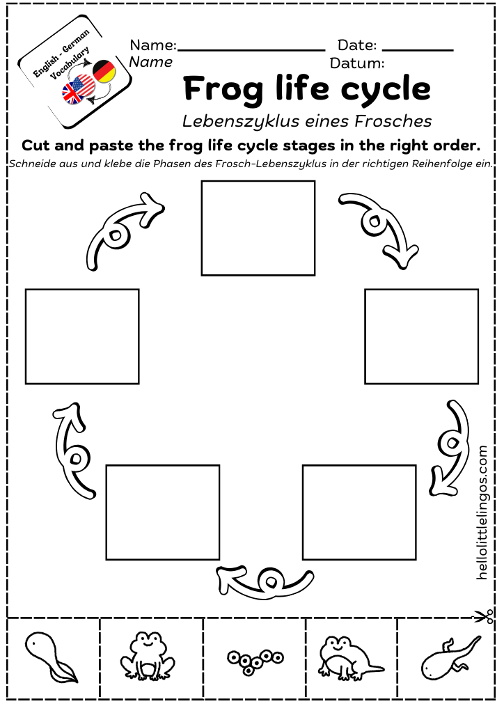 frog life cycle worksheets for kids - free printable