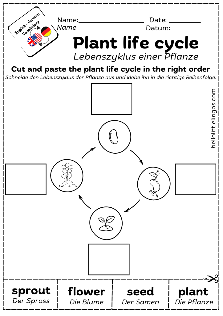 free pdf science worksheets for primary school - plant life cycle