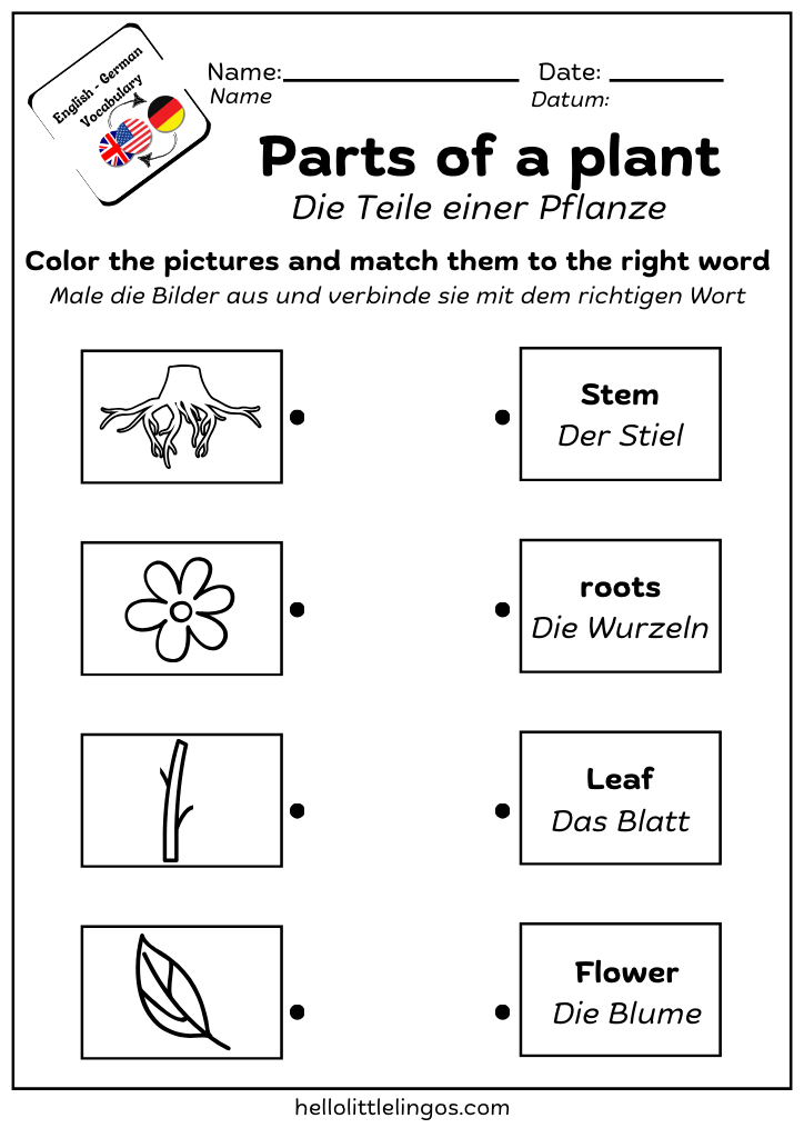 free german worksheets for teachers - parts of a plant